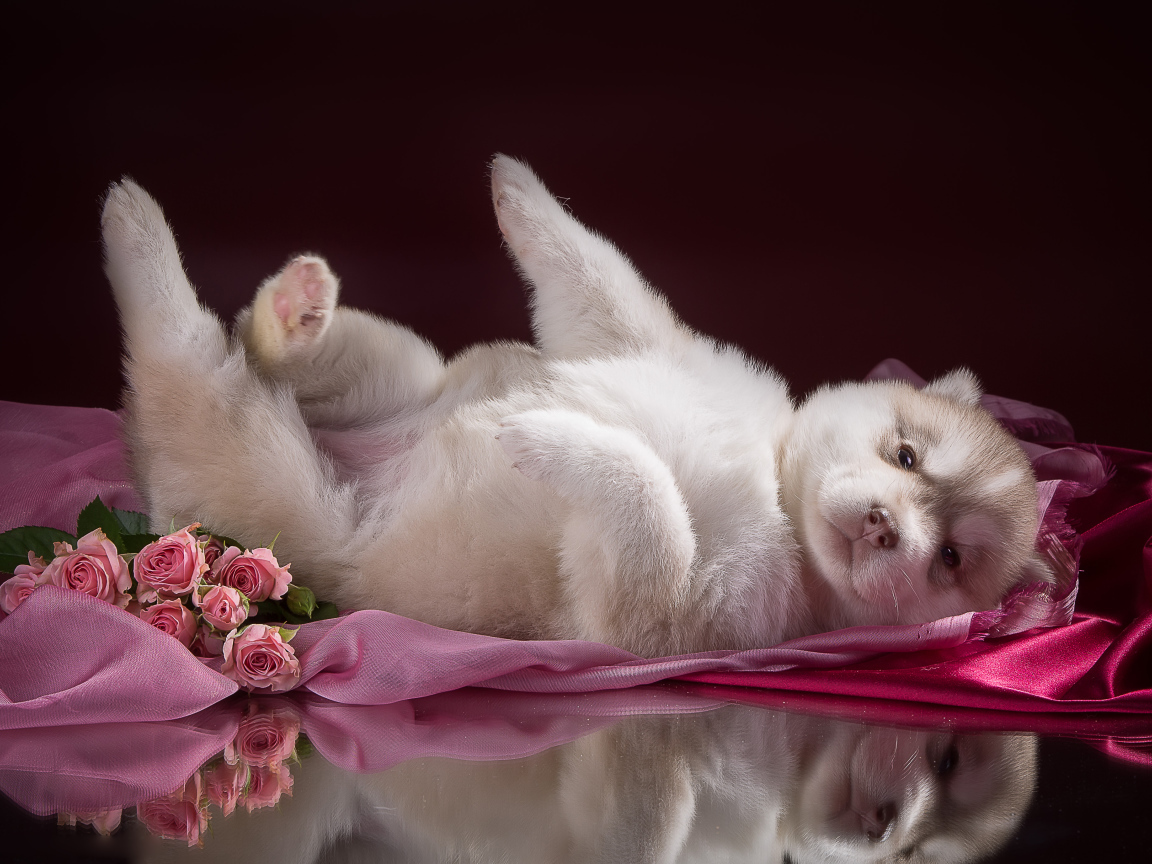 Маленький милый щенок хаски на розовом покрывале 