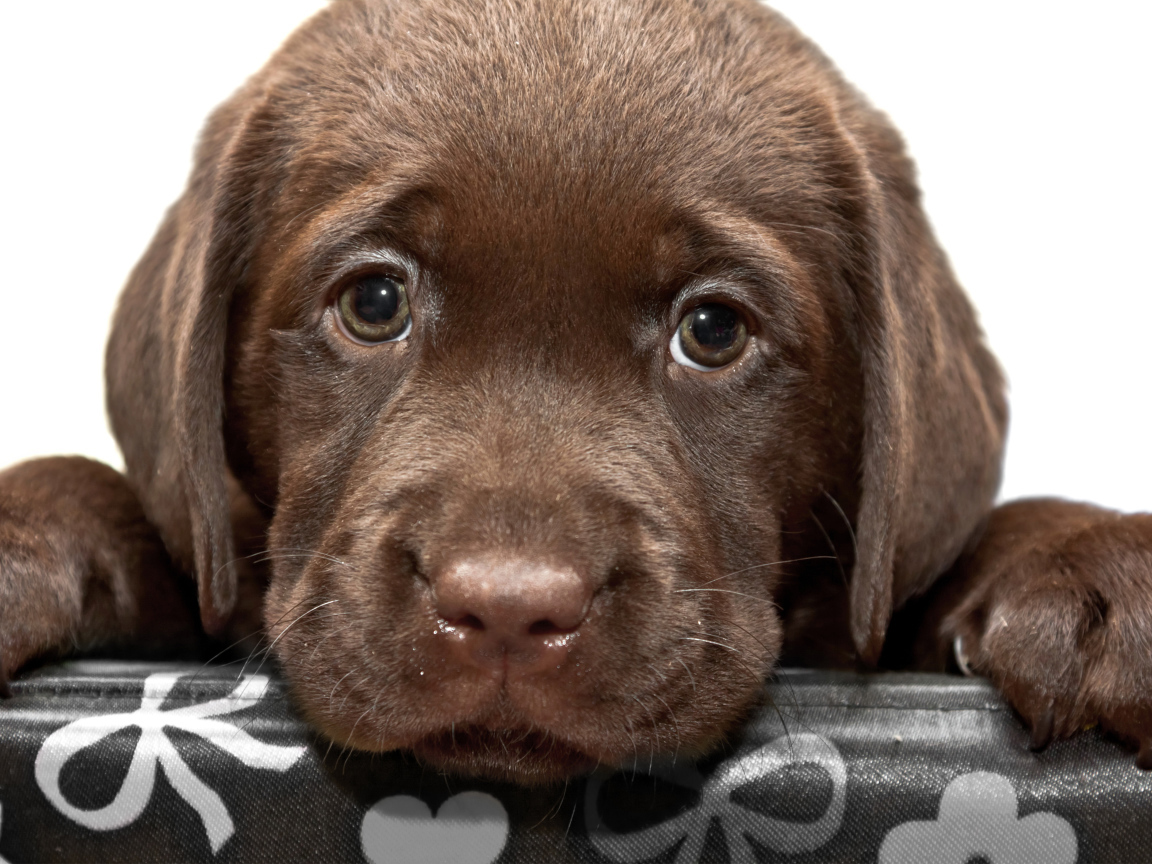 Маленький грустный коричневый щенок ретривера