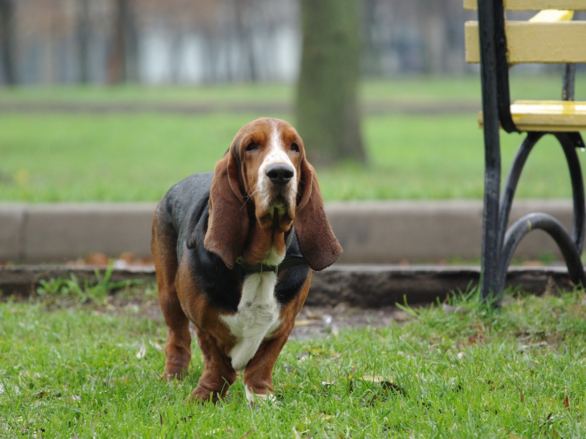 Грустная собака породы Бассет-хаунд на зеленой траве 