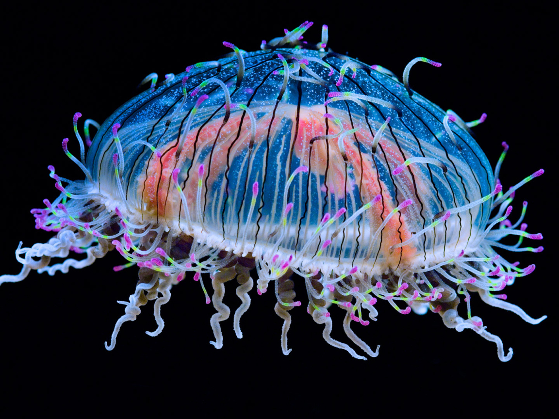 Beautiful multi-colored jellyfish on a black background