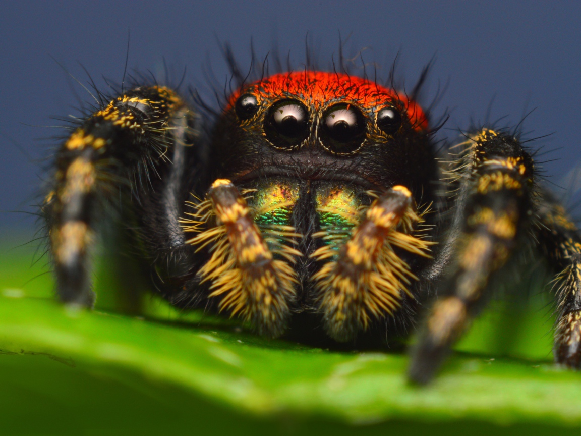 Spider with big eyes, macro shooting