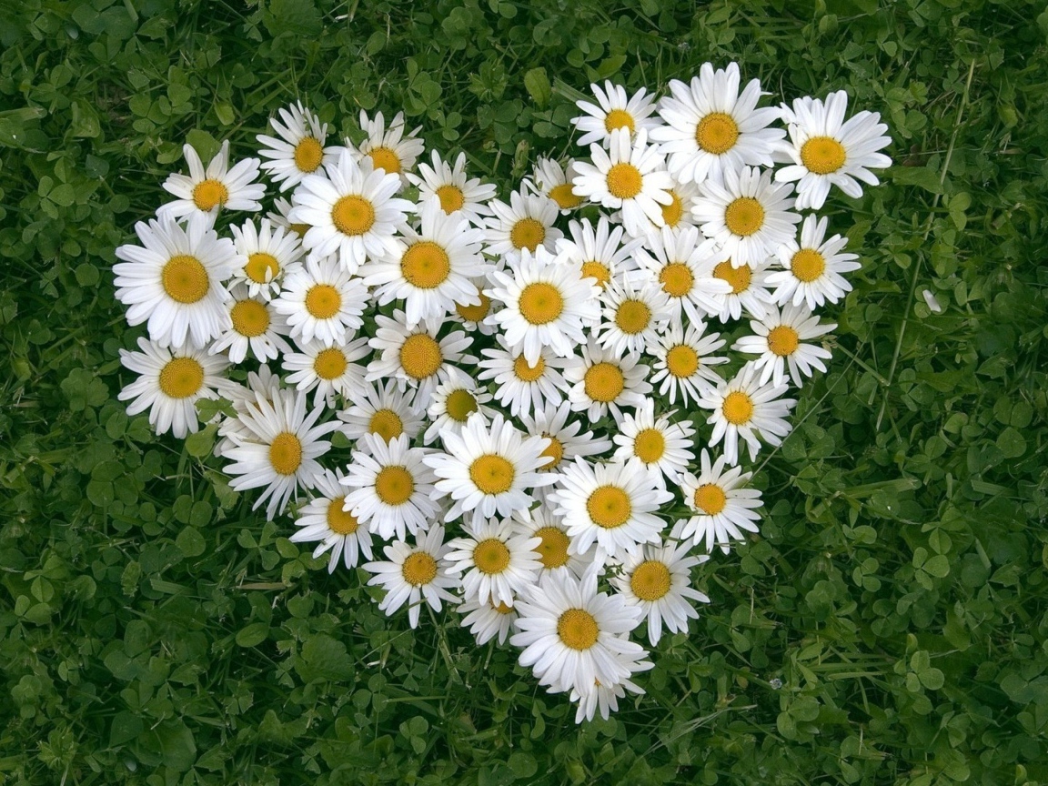 Сердце из белых цветов ромашки на зеленой траве