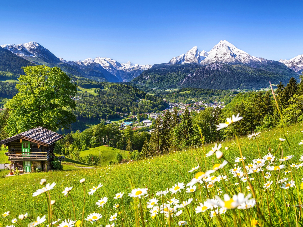 Зеленые цветущие альпийские луга на фоне заснеженных гор, Германия