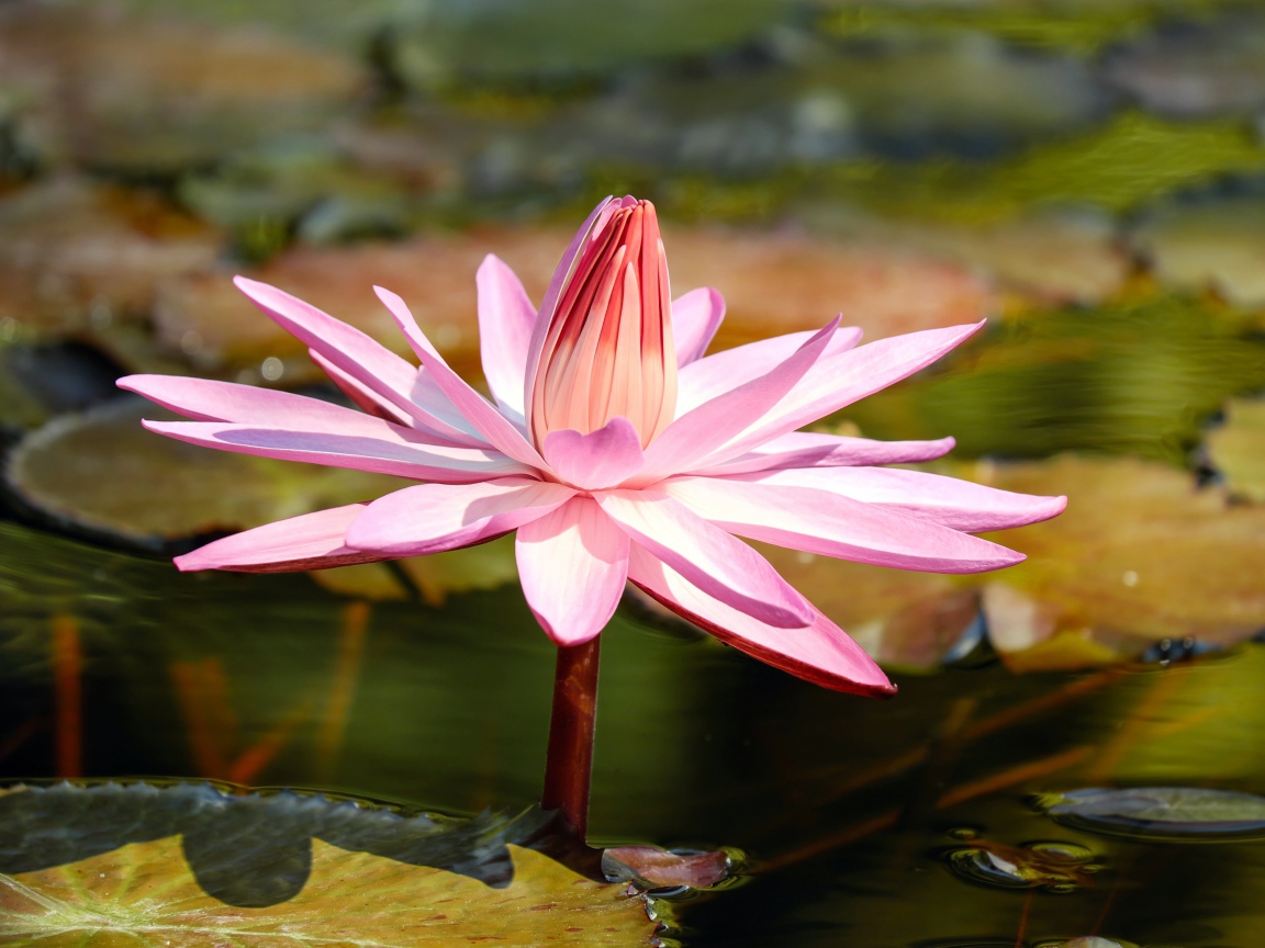 Красивая розовая водяная лилия в пруду