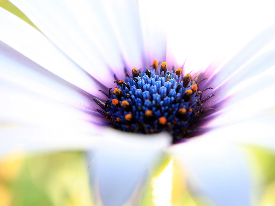 Синяя сердцевина белого цветка 