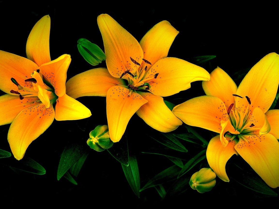 Три желтые лилии на черном фоне 