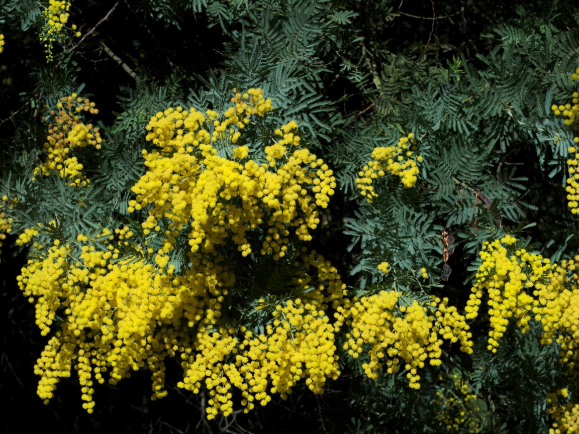 Весенний кустарник цветущей желтой мимозы 