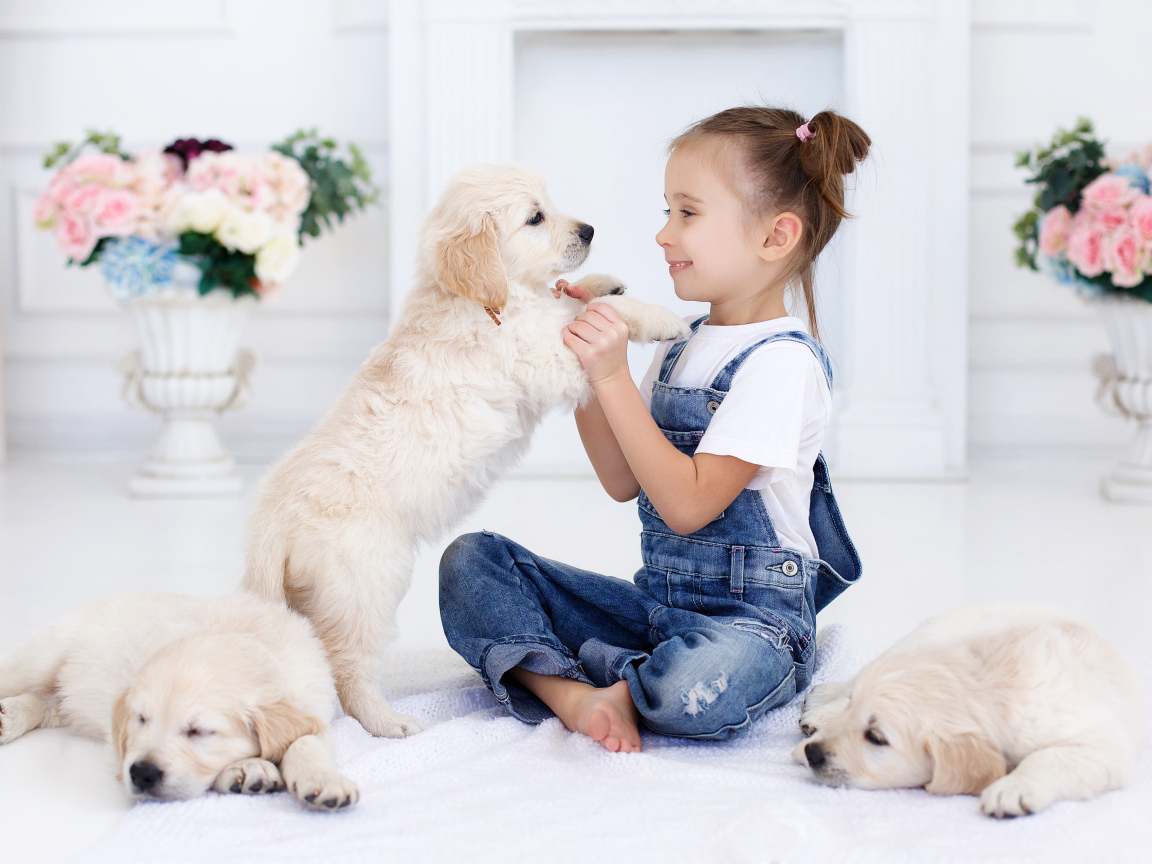 Маленькая девочка играет со щенками золотистого ретривера