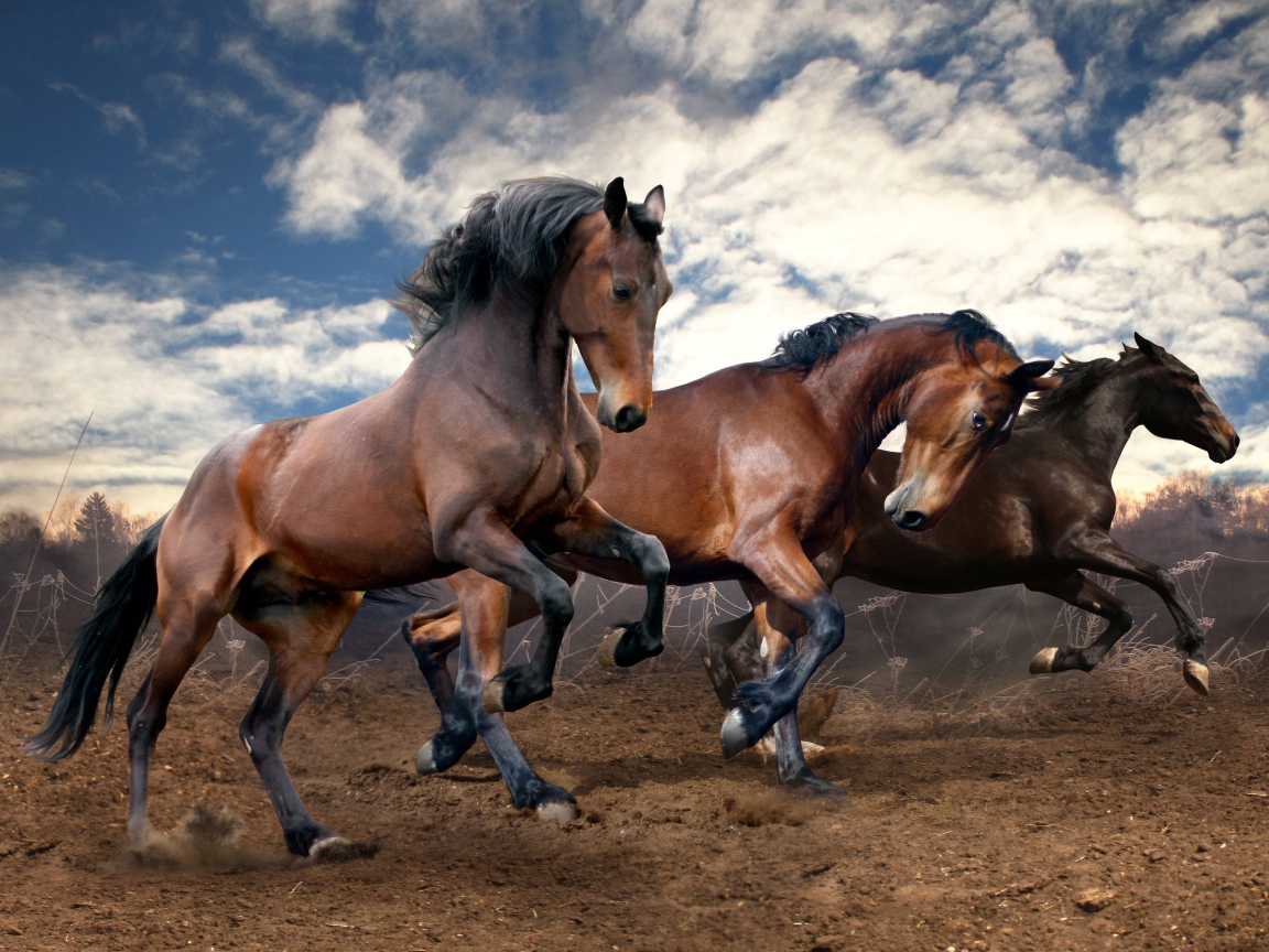Красивые коричневые кони скачут по земле под красивым небом