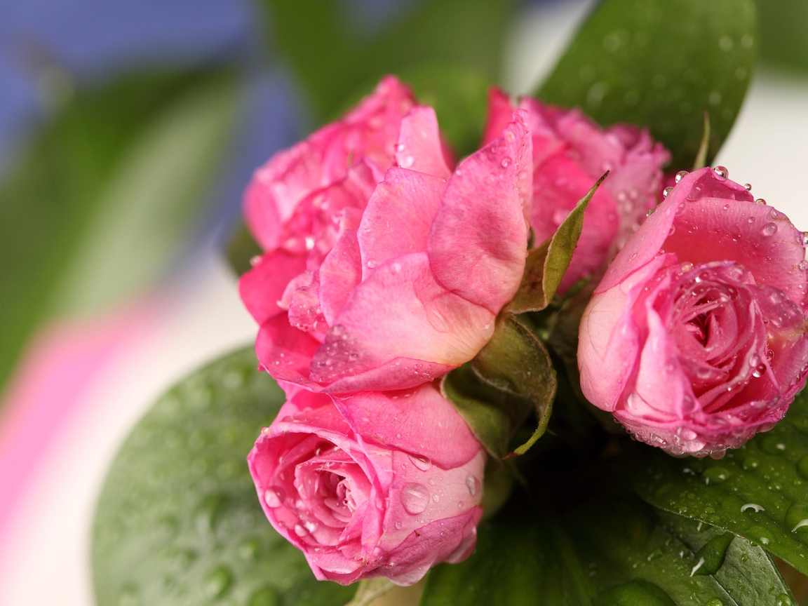 Букет розовых роз в каплях росы