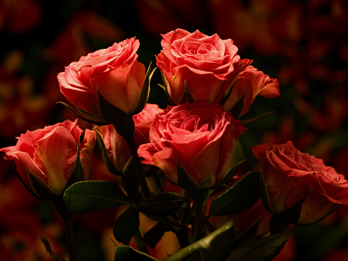 Букет красивых розовых роз  крупным планом