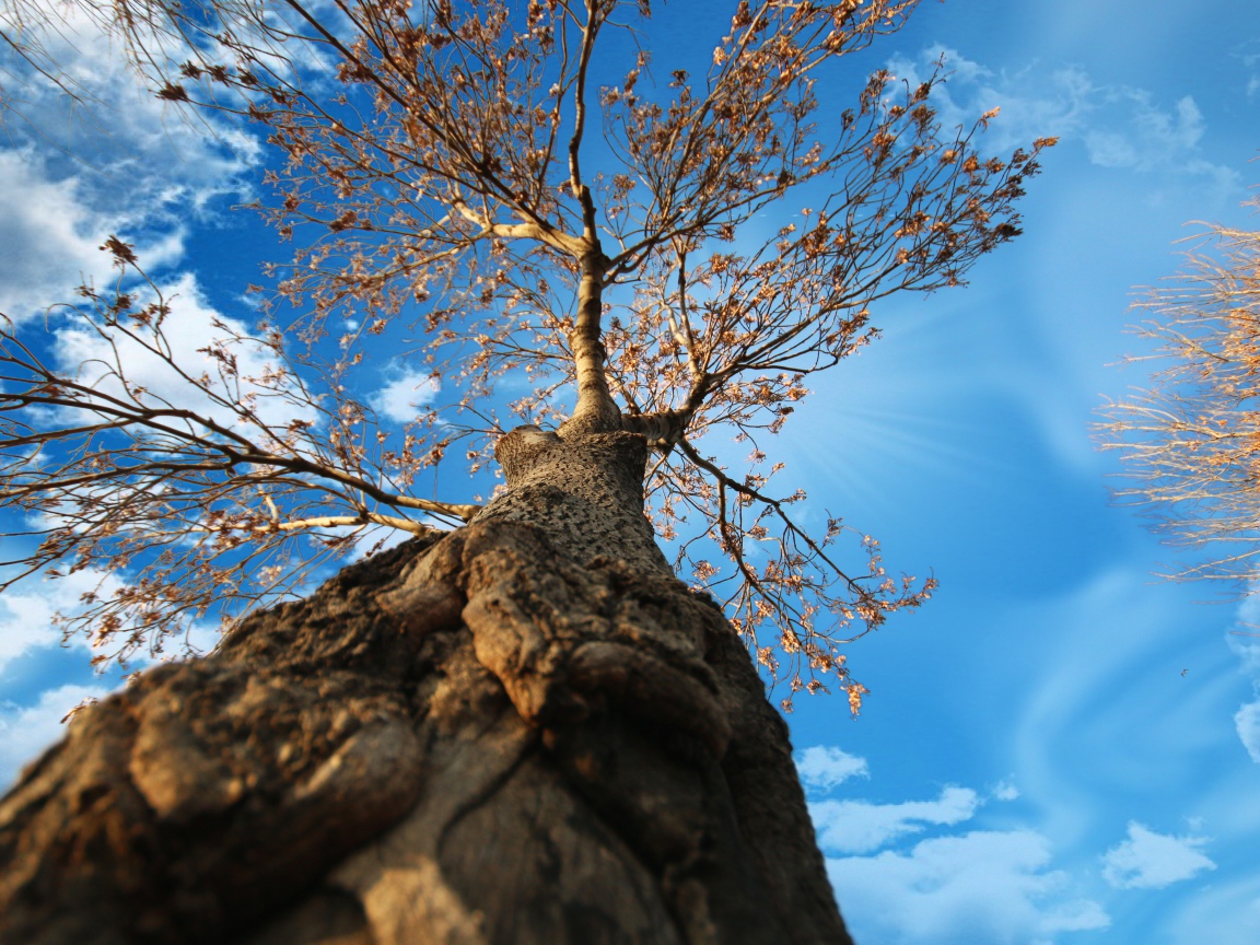 Вид с земли на крону старого дерева под голубым небом