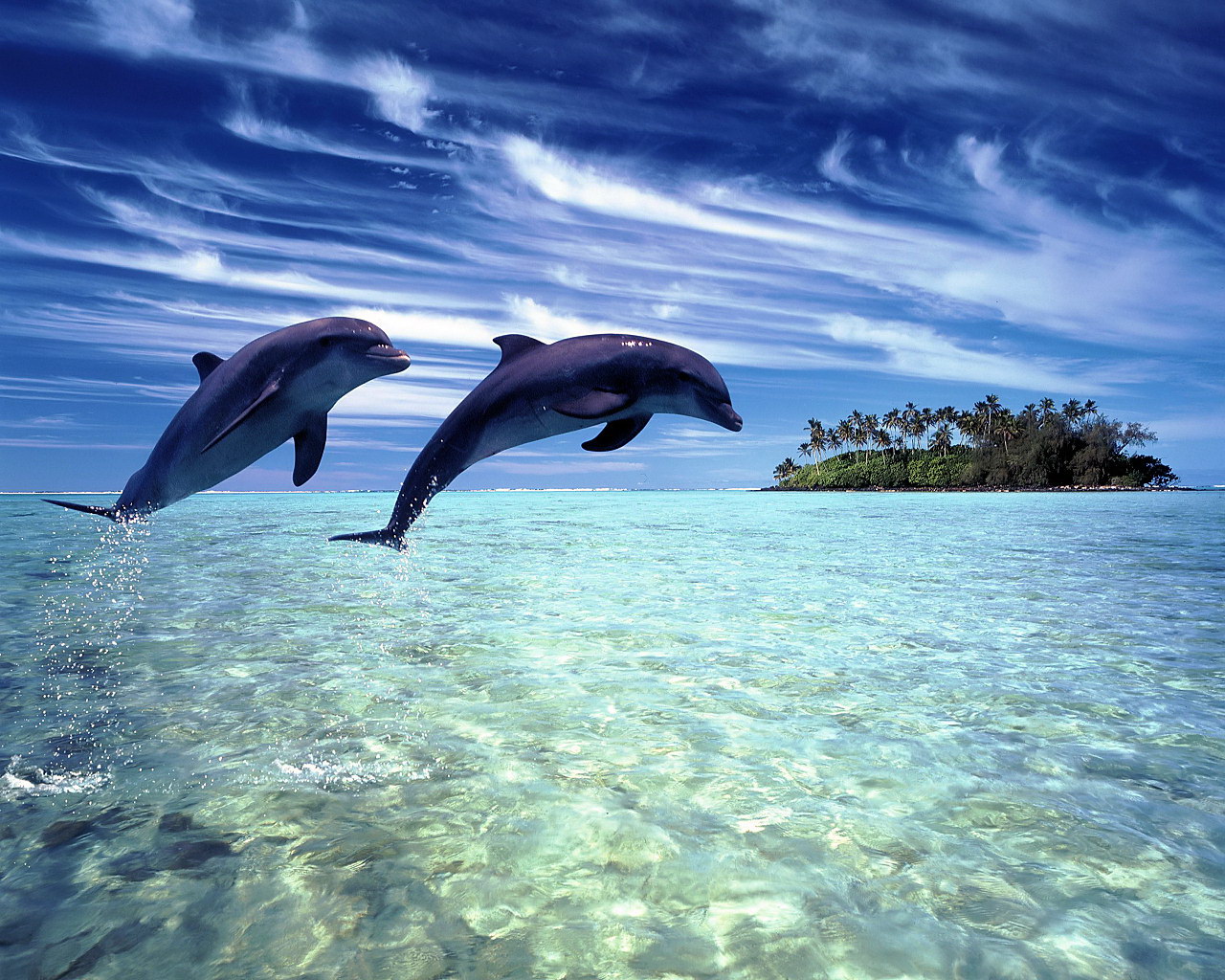 Facts About Dolphins - 3d dolphin under water wallpaper