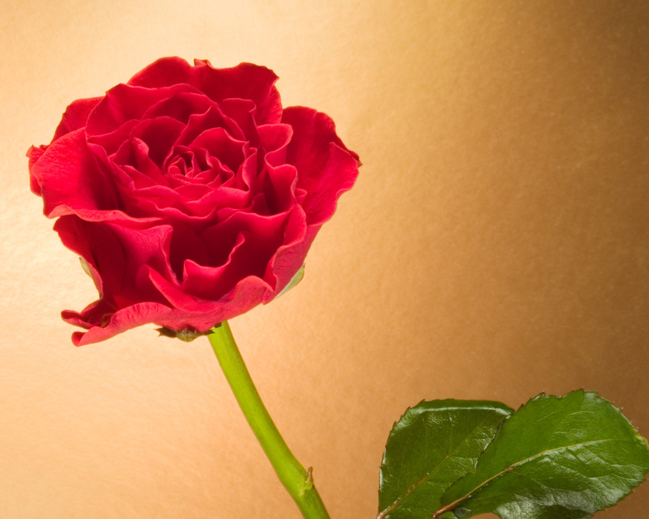 Вьющаяся Красная роза, Цветы