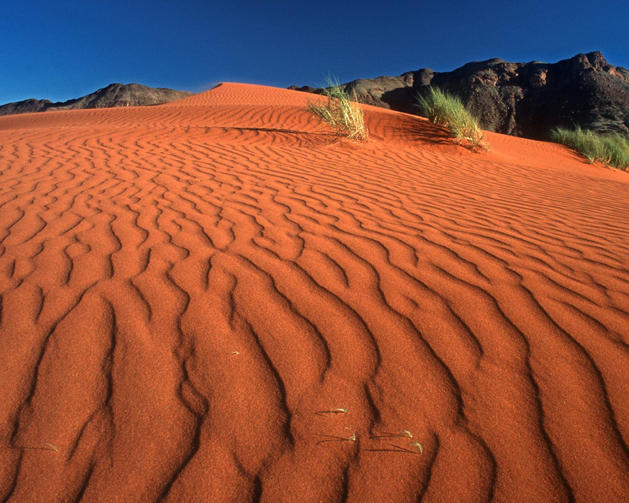 Следы на Дюне / Заповедник Рэнда Namib / Намибия / Африка