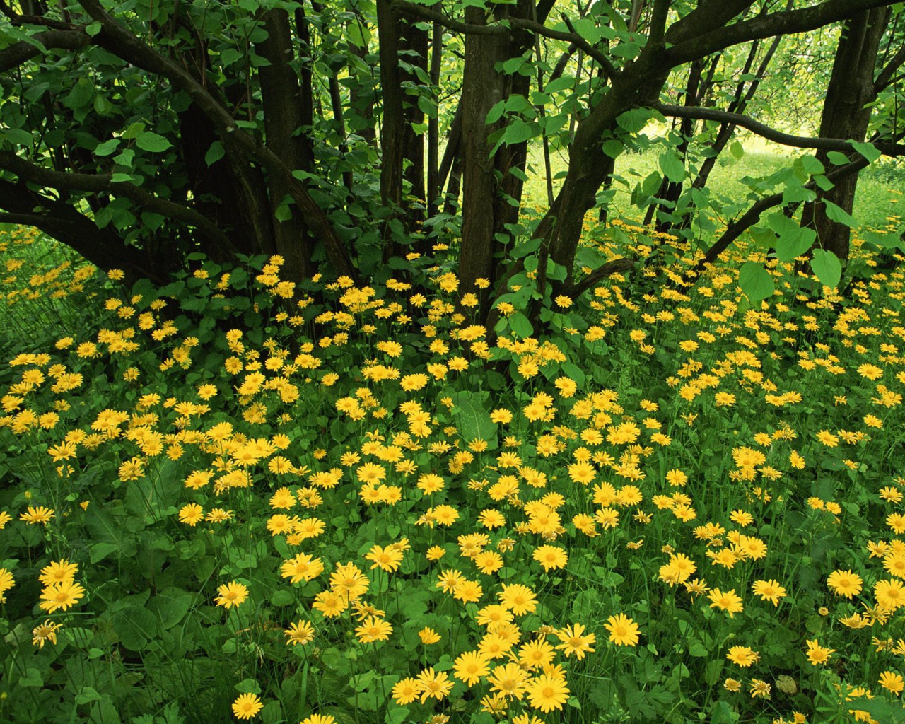 Leopardsbane цветы в Шотландии