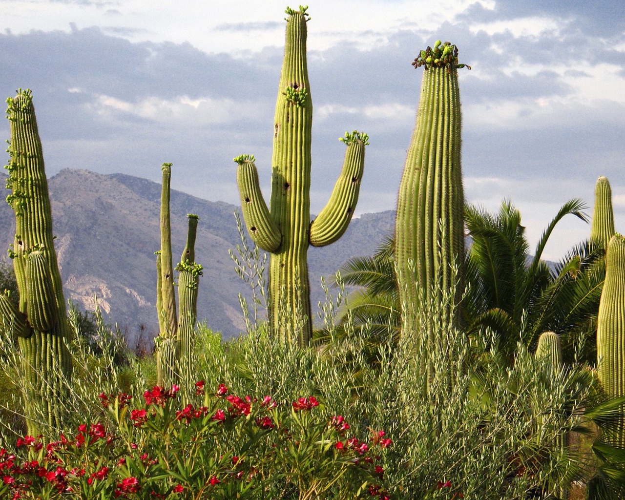 Saguaro Cacti , USA