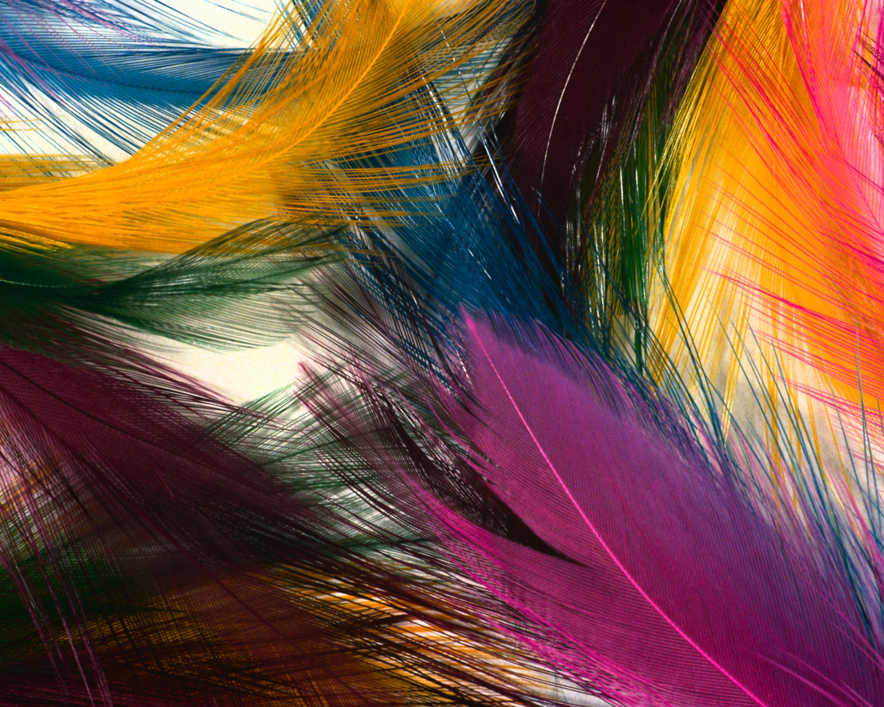 Multi-colored feathers