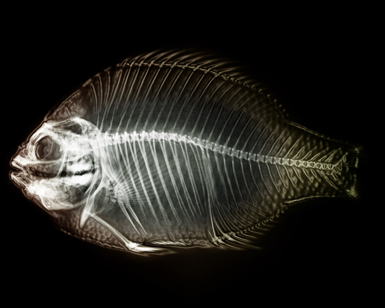 Рентген рыбы