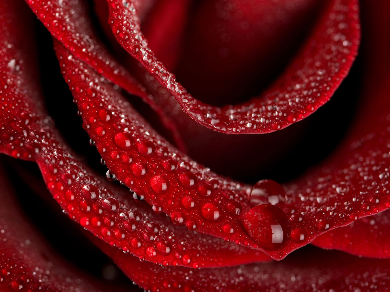 Flower of Love Rose