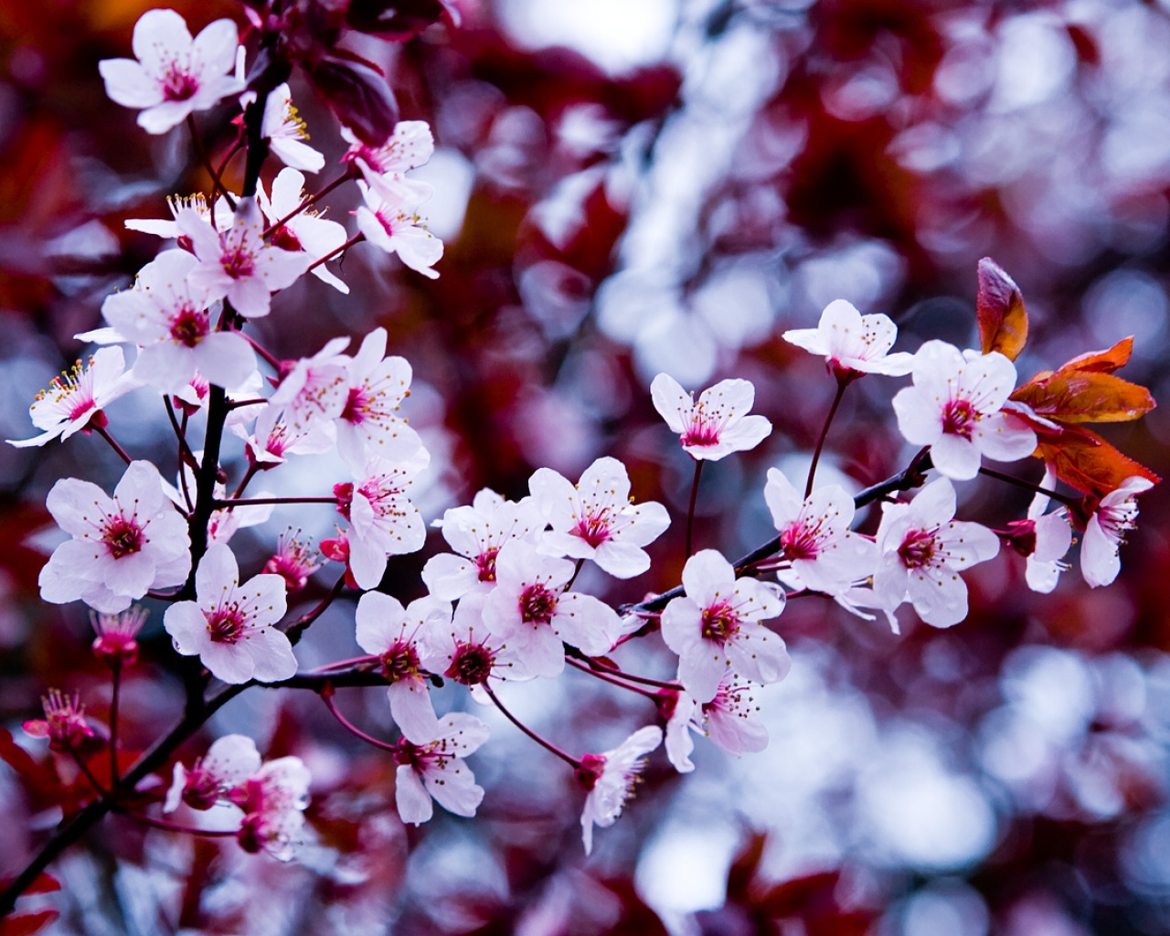 http://www.zastavki.com/pictures/1280x1024/2009/Nature_Seasons_Spring_Spring_bloom_015641_.jpg