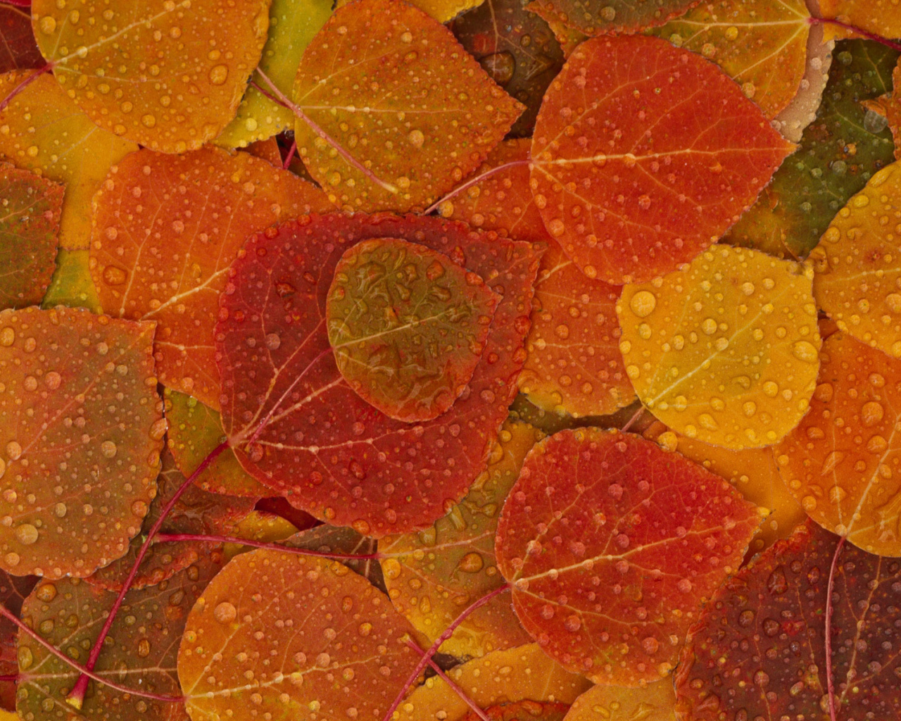Autumn Texture