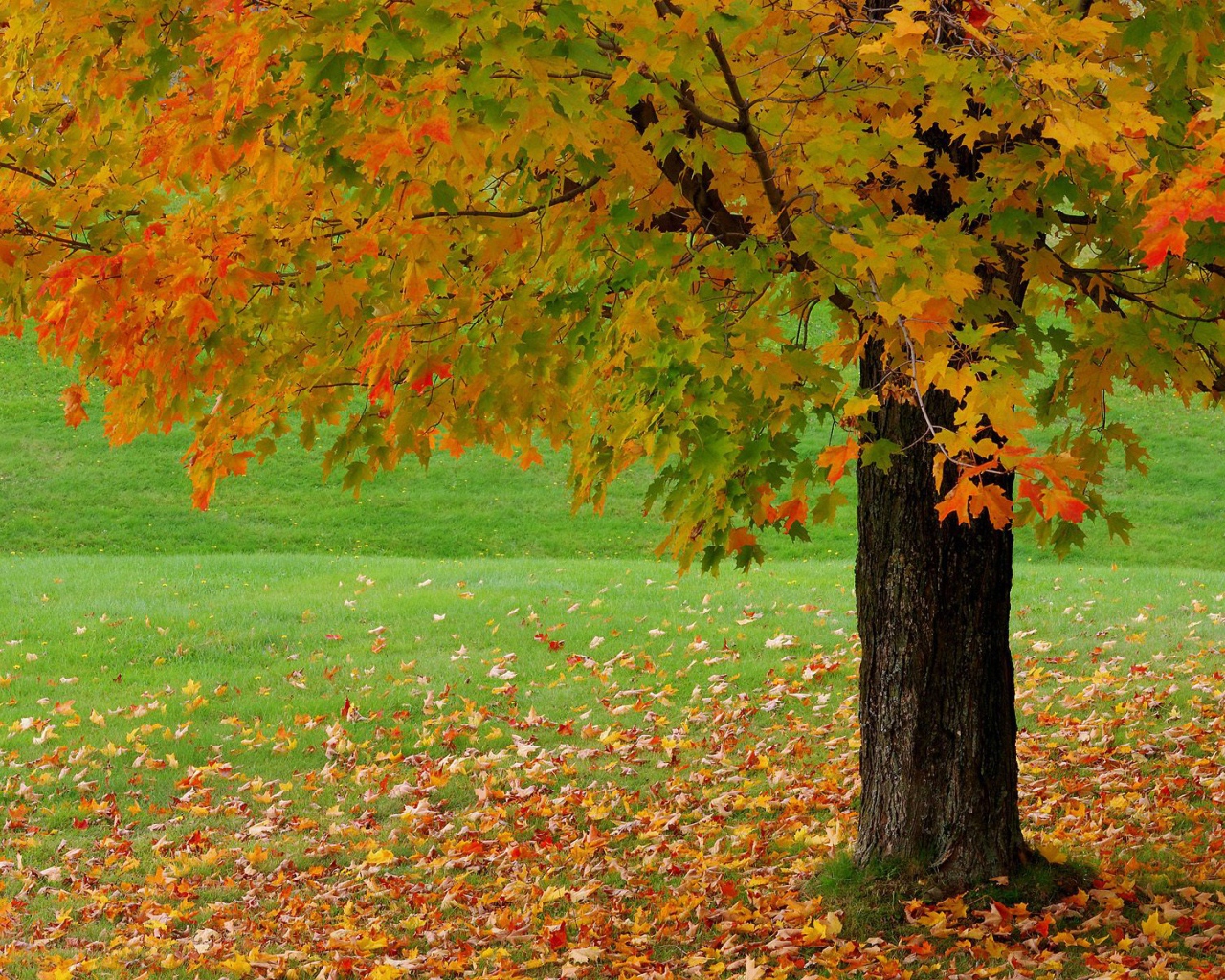 Autumn leaf fall