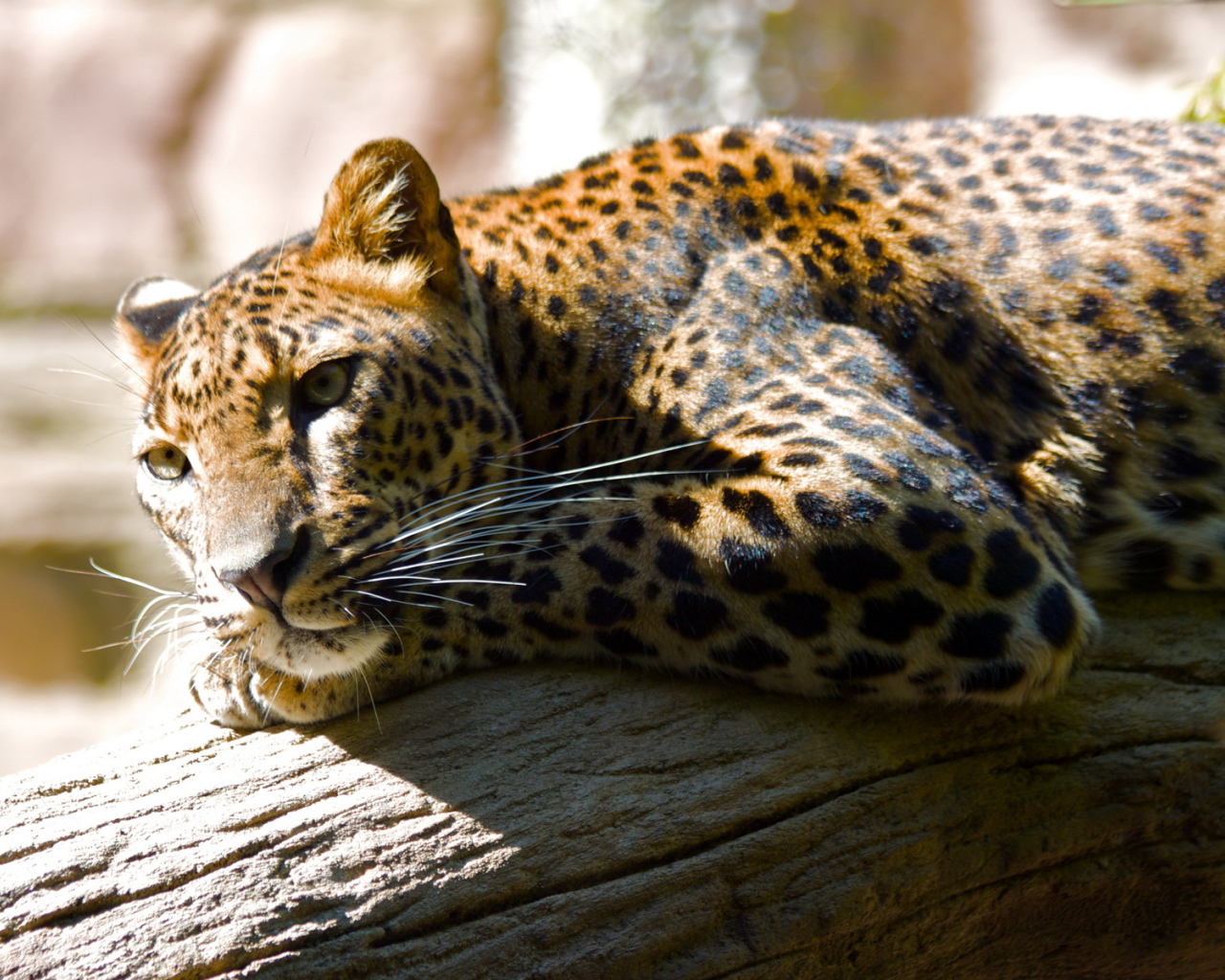 Леопард лежа на дереве