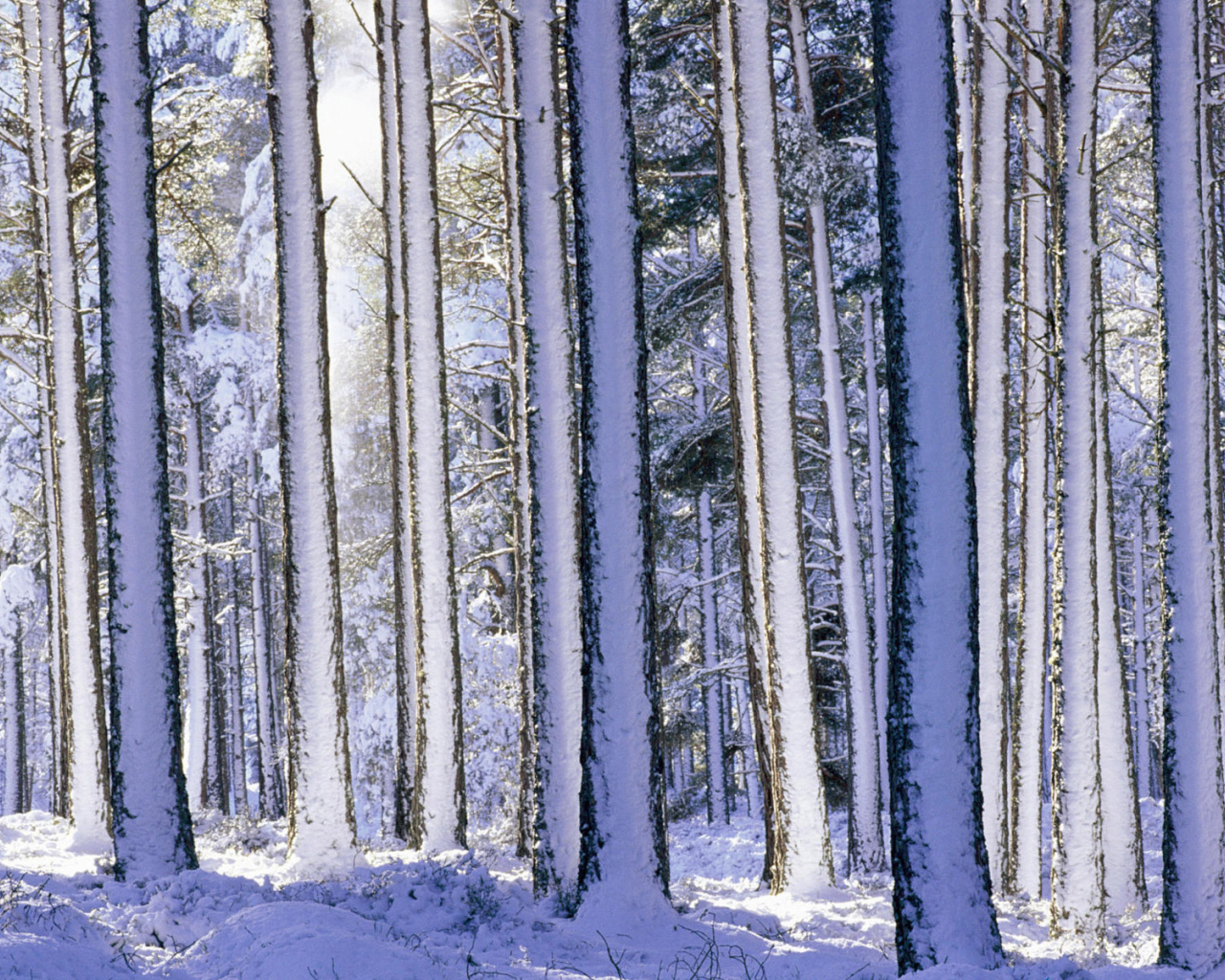 Лес после снегопада