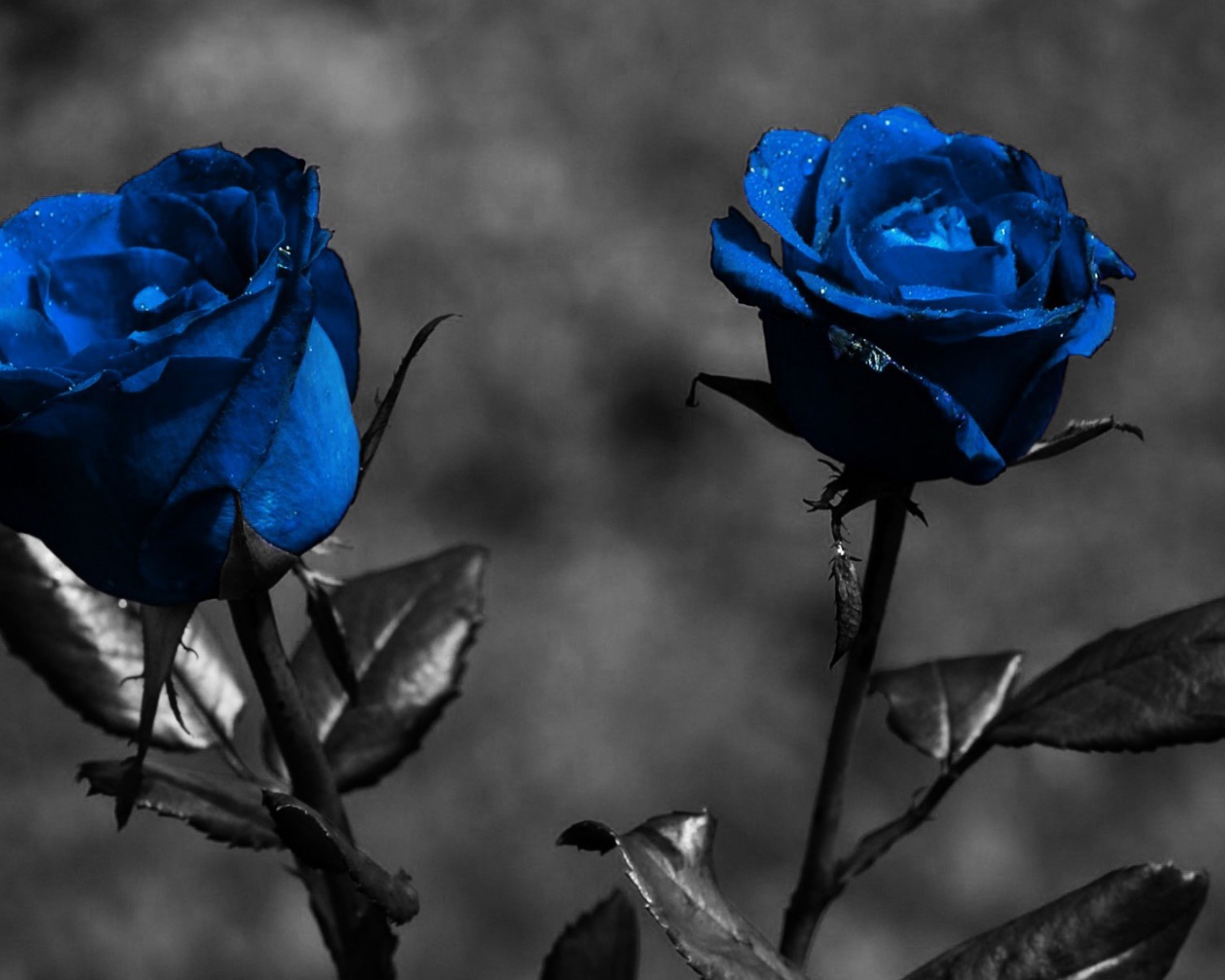 Голубые розы