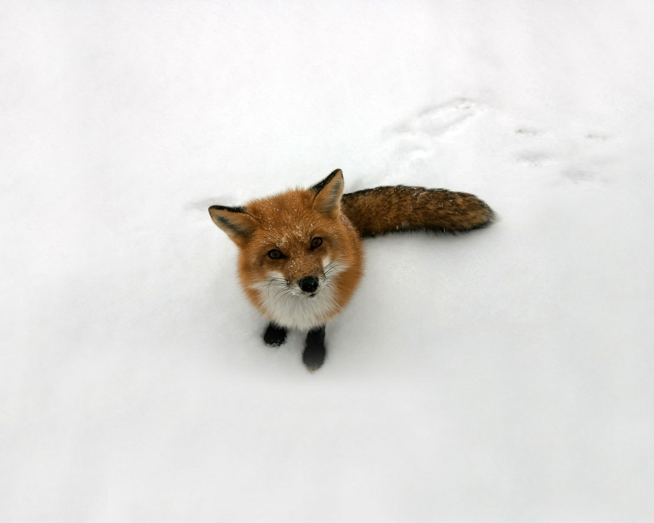 Лисица на снегу