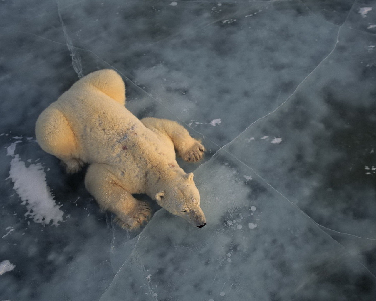 Белый медведь на льду