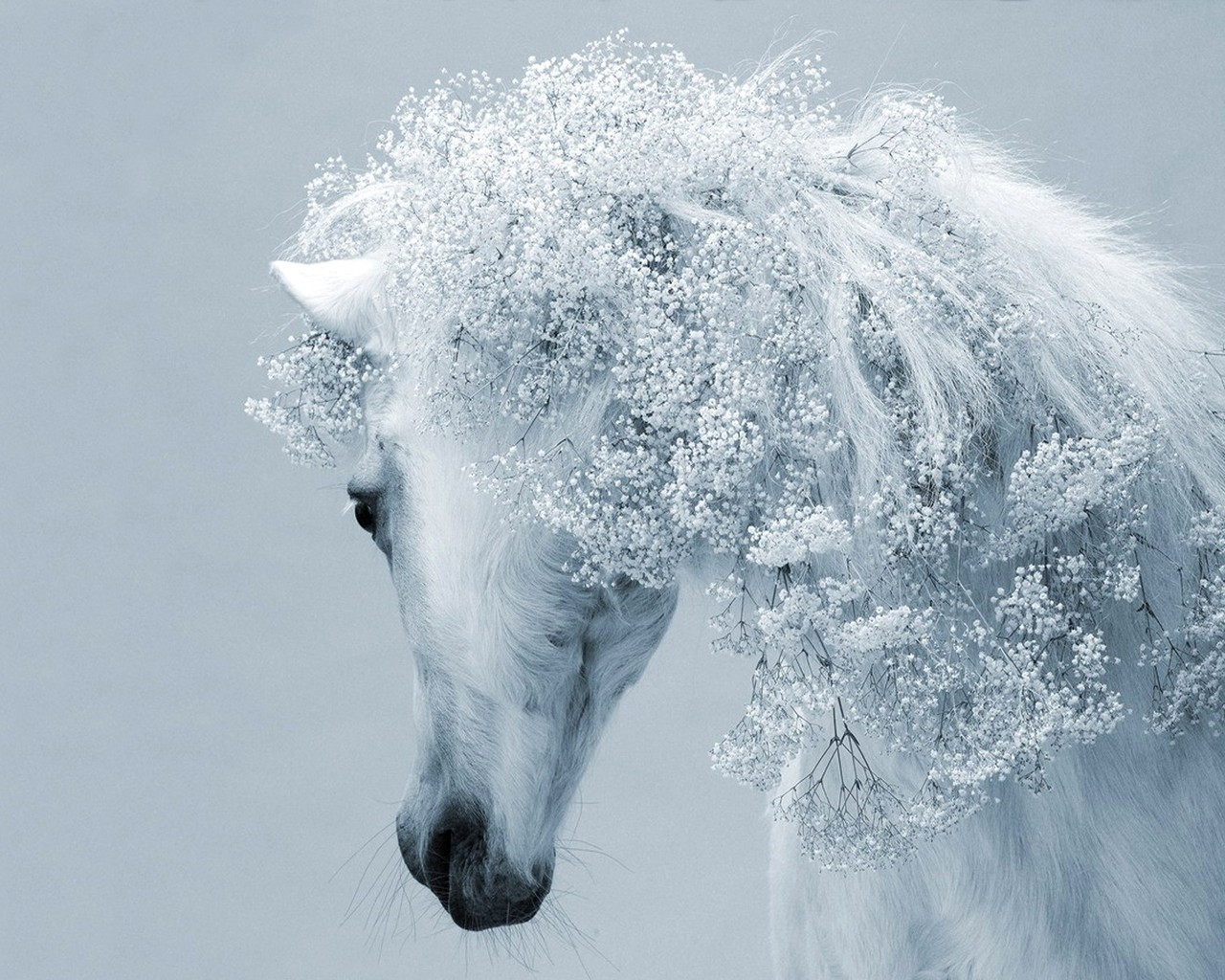 Красивая белая лошадь