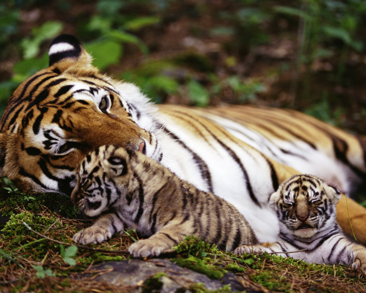 Тигрица и котята