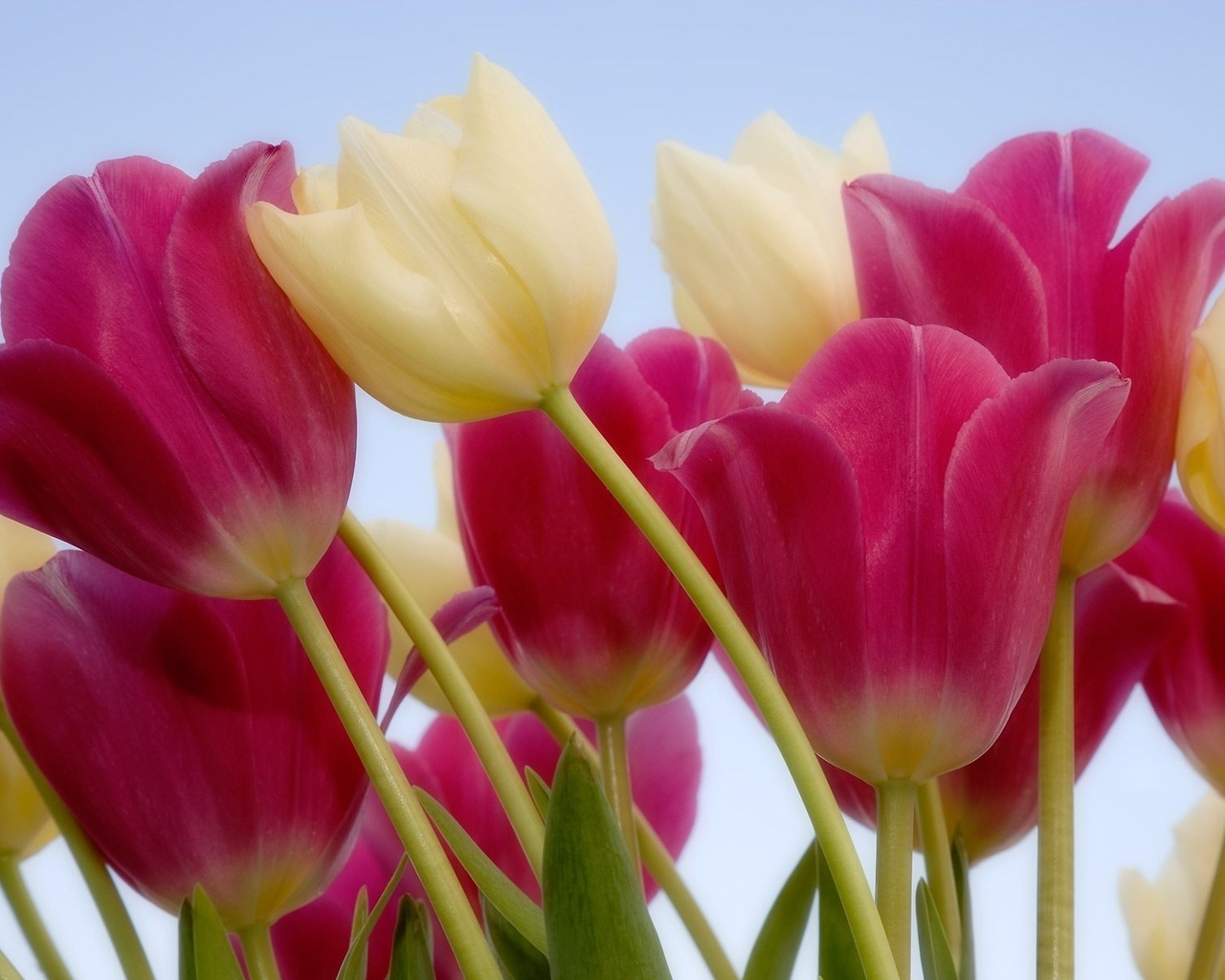 http://www.zastavki.com/pictures/1280x1024/2011/Nature_Flowers_Placer_tulips_032695_.jpg