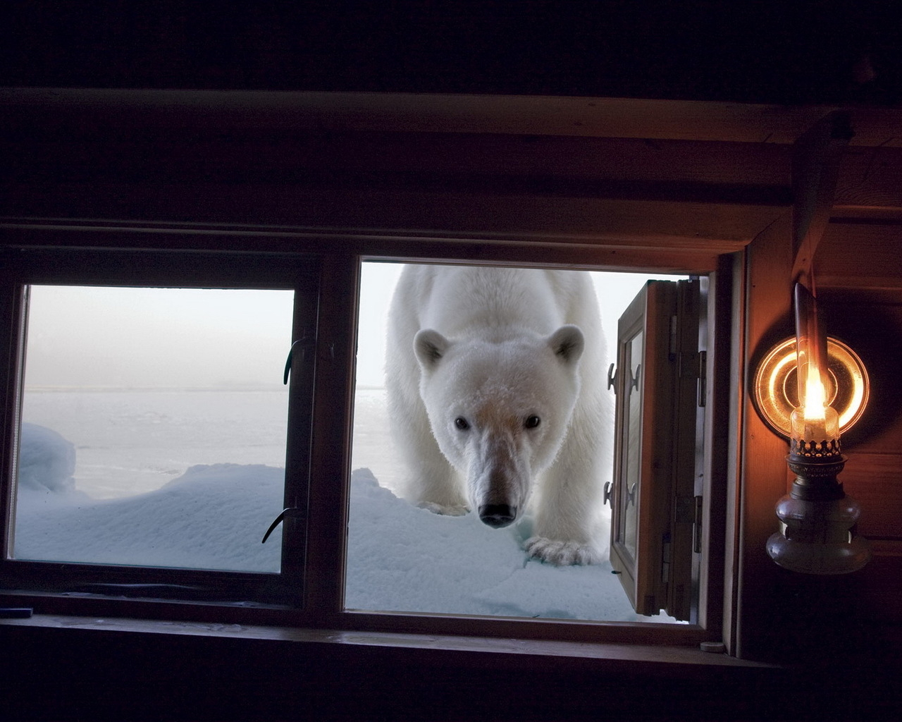 Медведь в окне
