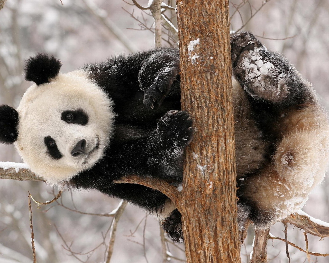 Panda in tree