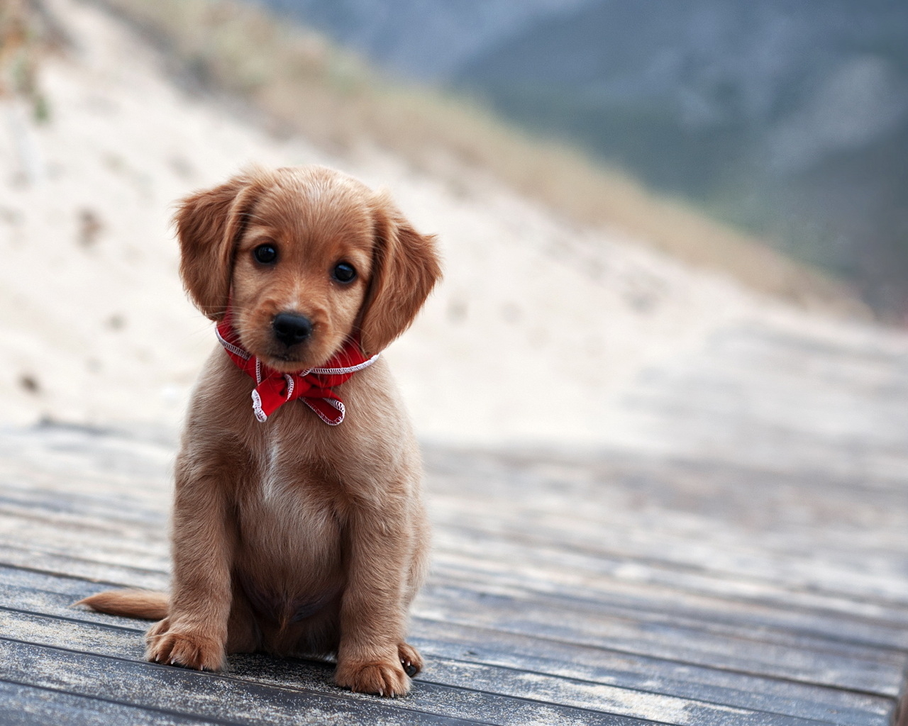 Cute puppy Desktop wallpapers 1280x1024