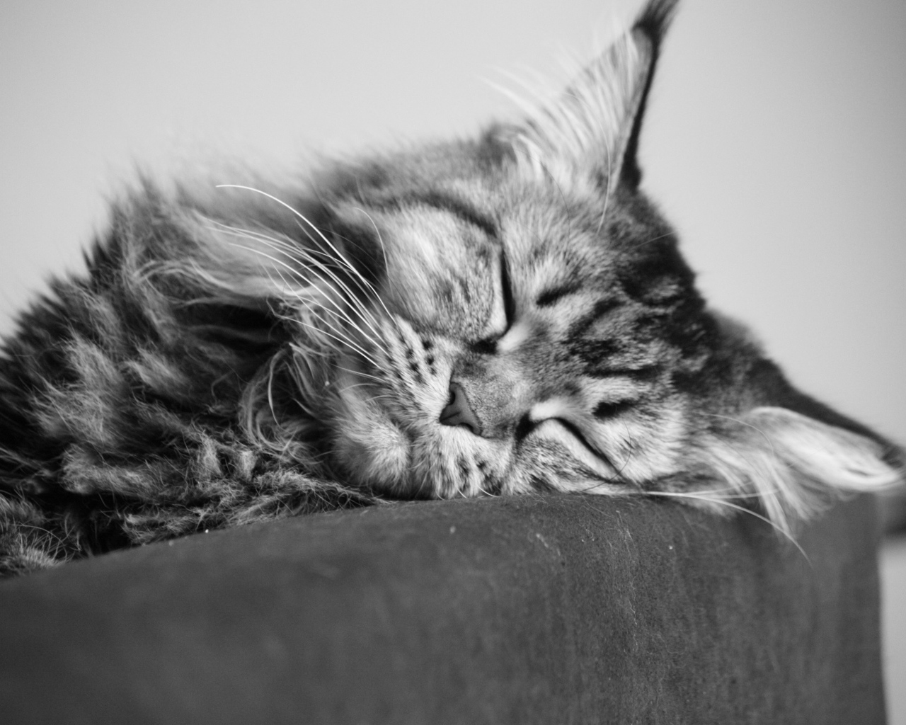 Молодой кот мейн-кун спит, чёрно-белое фото