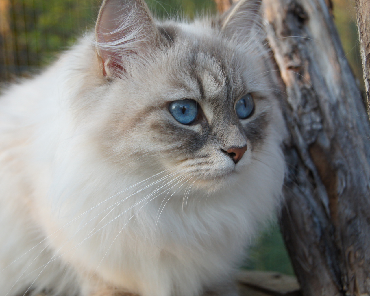 Красивый сибирский кот среди деревьев