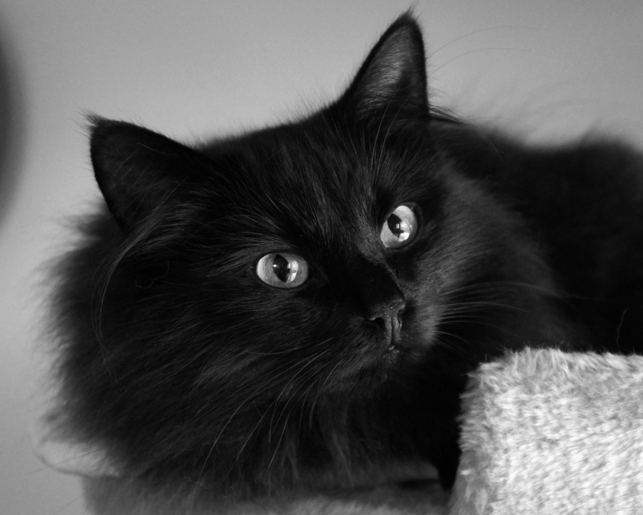 Пушистый красивый чёрный кот