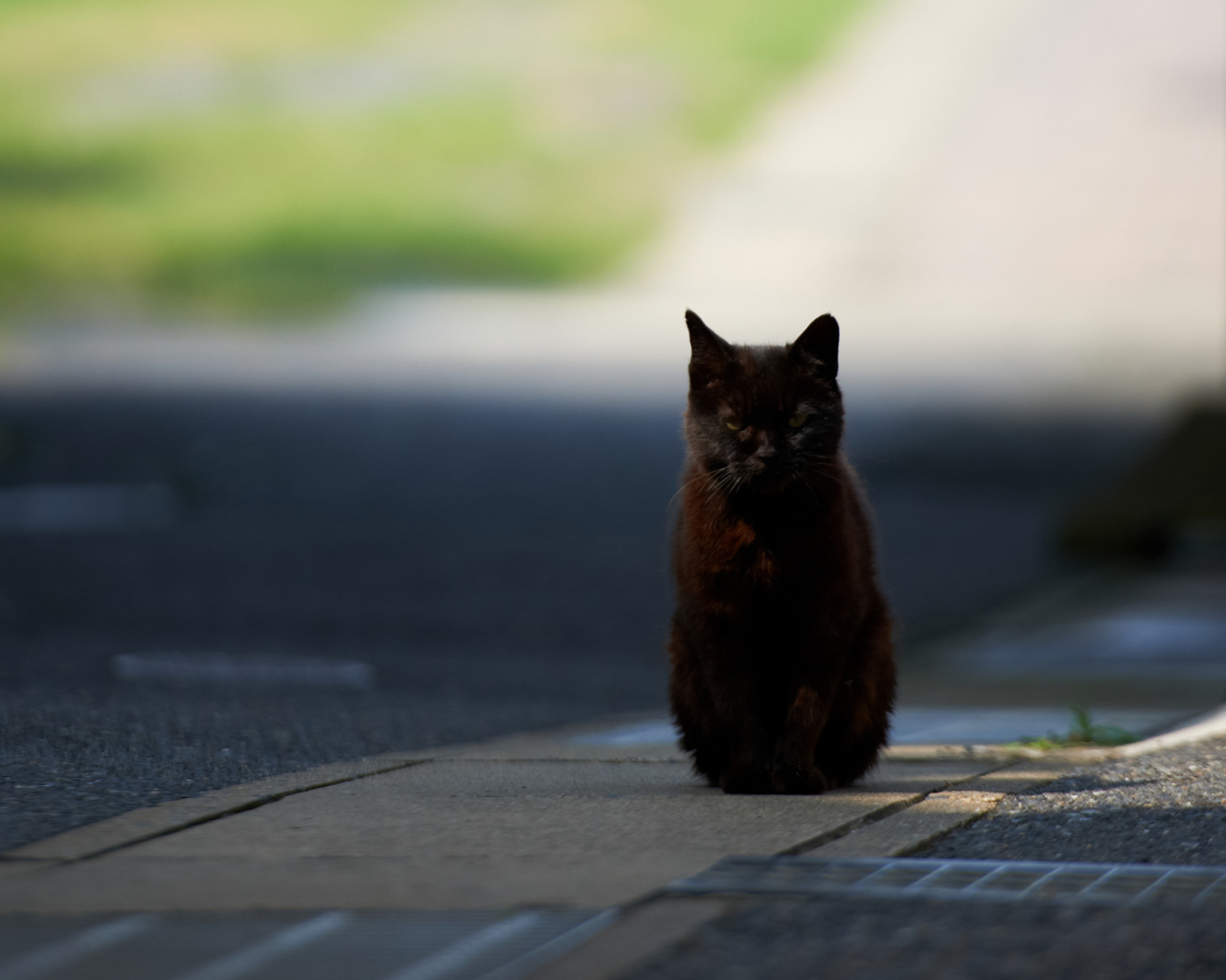 Чёрный кот гипнотизирует фотографа