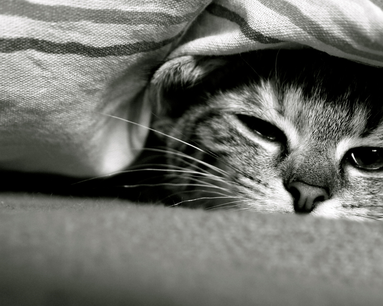 Смешной кот под одеялом
