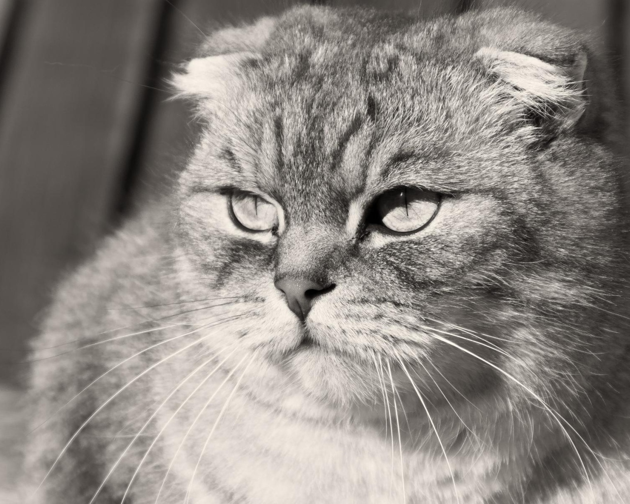 Недовольный шотландский вислоухий кот, чёрно-белое фото