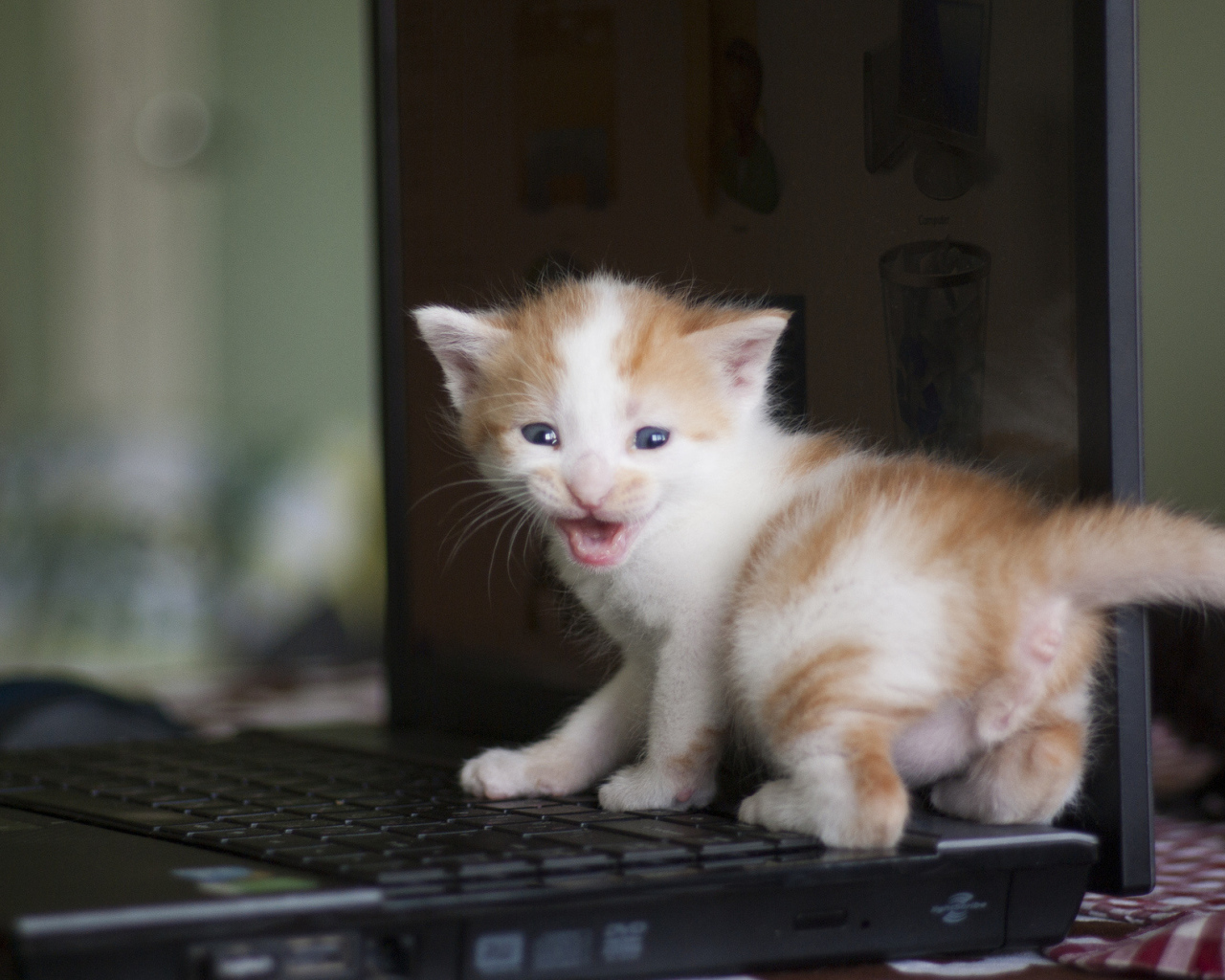 Маленький рыжий кот на лэптопе
