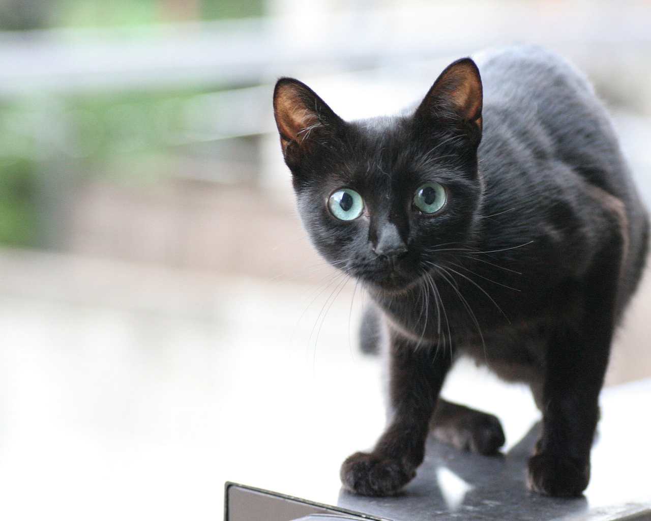 Маленький хитрый чёрный кот