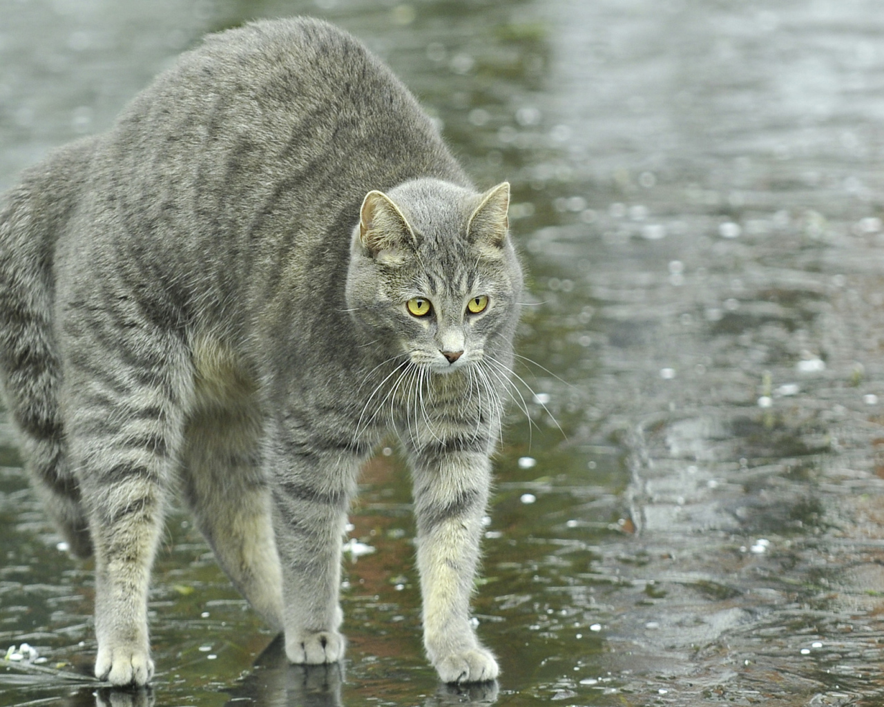 Игривый серый кот под дождём