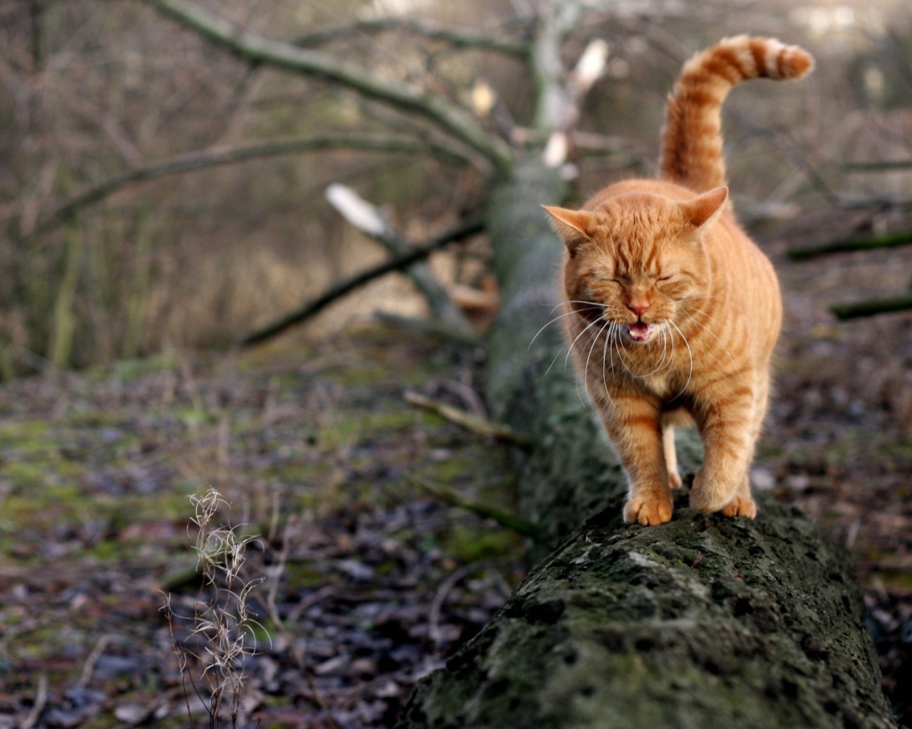 Грустный рыжий кот идёт по дереву