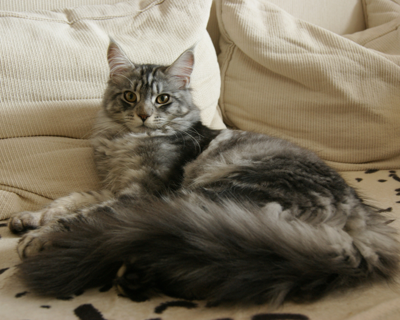 Серебристый кот мейн-кун разлёгся на хозяйской кровати