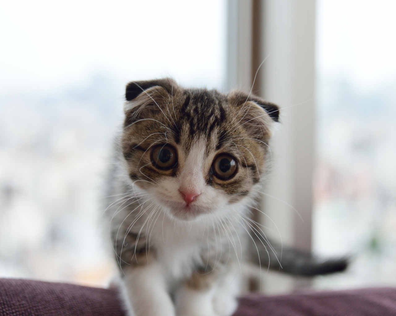 Маленький шотландский вислоухий кот с большыми глазами